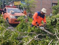 Akar Membusuk Pohon Besar di Jalan Lintas Nasional Wilayah Langsa Timur Tumbang ke Jalan