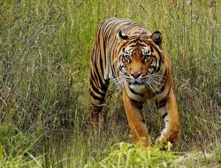 Harimau Sumatera Terindentifikasi Serang Petani di Lampung Barat, Camera Trap Jadi Solusi?