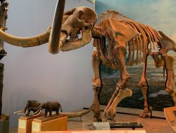 Paleontologi: Menyelami Jejak Kehidupan Purba di Bumi