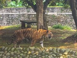Begini Kondisi Harimau di Ragunan yang Sempat Disebut Kurus