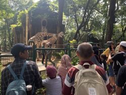 Libur Natal Pengunjung Ragunan Tembus 28.000 Orang hingga Siang Hari