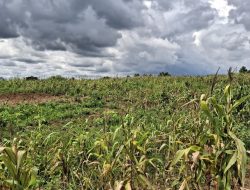 Kapolresta Tangerang Bantah Ladang Jagung yang Diresmikan Gibran Gagal Panen, Sebut Sedang Tahap Evaluasi