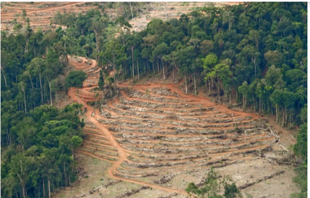 Sumbar Kehilangan 20.000 Hektar