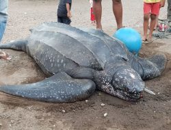 Nasib Tragis Penyu Belimbing di Mentawai Sempat Diselamatkan dari Jaring Malah Berakhir di Piring Warga