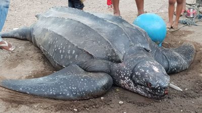 Nasib Tragis Penyu Belimbing