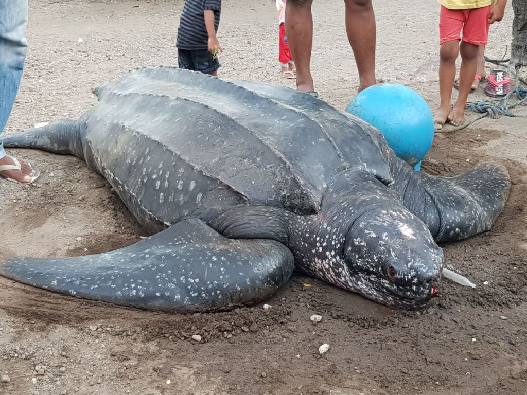 Nasib Tragis Penyu Belimbing